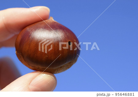 虫食いの栗（青空の背景） 95646881