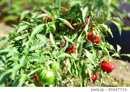 チェリーボンボンページ チェリーボンボン🍒 明日、6月1日より✨ 毎年人気のチェリーボンボンを