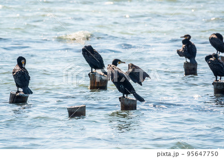 A flock of cormorants sits on a old sea pier in orange sunset light A flock of cormorants sits on a old sea pier in orange sunset light 95647750