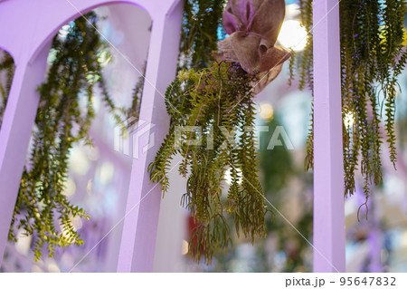 Monkey cup plant hand indoor Monkey cup plant hand indoor 95647832