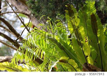 Close up fern plant grow at tree Close up fern plant grow at tree 95647943