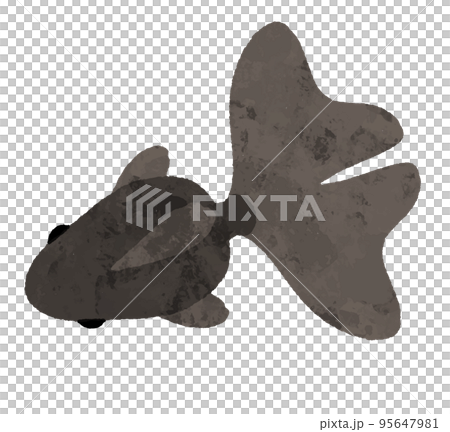 水彩風の上から見た黒色の金魚 水彩風の上から見た黒色の金魚 95647981