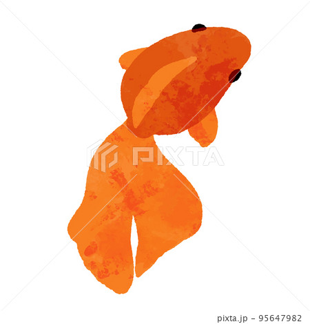 水彩風の上から見た赤色の金魚 95647982