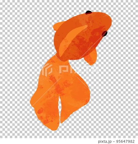 水彩風の上から見た赤色の金魚 95647982