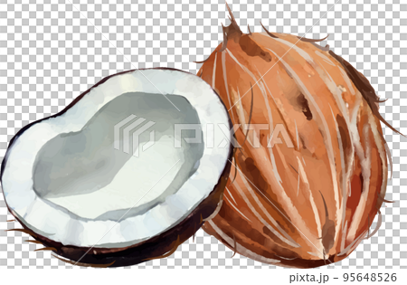Palm fruit watercolor style vector illustration set 95648526