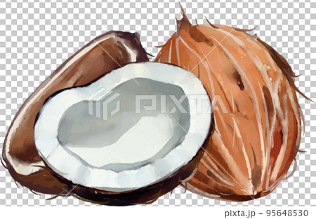 Palm fruit and shell watercolor style vector illustration set Palm fruit and shell watercolor style vector illustration set 95648530