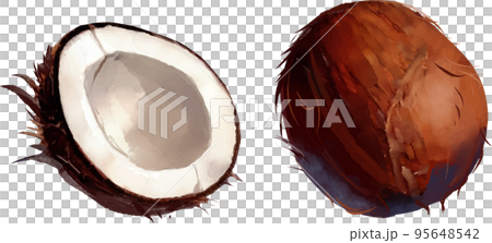 Palm fruit watercolor style vector illustration set Palm fruit watercolor style vector illustration set 95648542