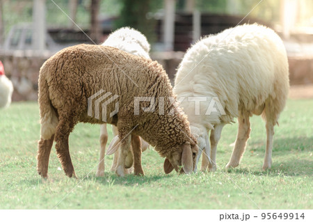 White sheep on a farm are looking for food 95649914