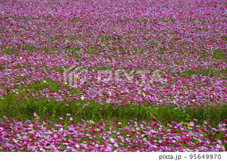 田んぼに咲くコスモス 95649970