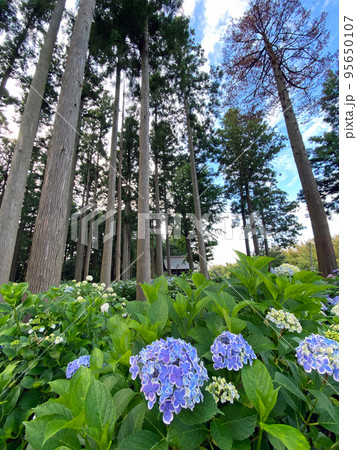 【千葉県香取郡多古町】日本寺のアジサイ 95650107