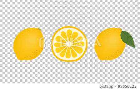 檸檬葉和橫截面 檸檬葉和橫截面 95650122