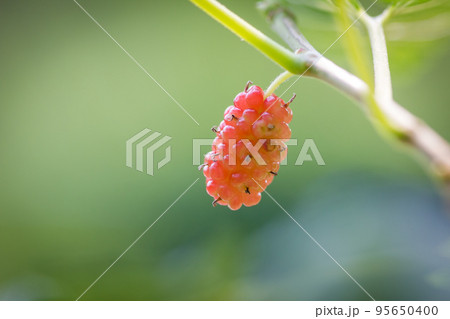 red fresh mulberry on the branch of tree 95650400