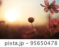 朝日に揺れるコスモス 95650478
