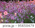 朝日に揺れるコスモス 95650479