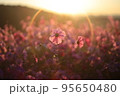 朝日に揺れるコスモス 95650480