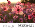 朝日に揺れるコスモス 95650481