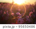 朝日に揺れるコスモス 95650486