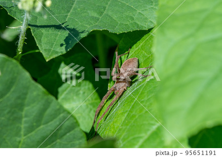 イオウイロハシリグモ 95651191