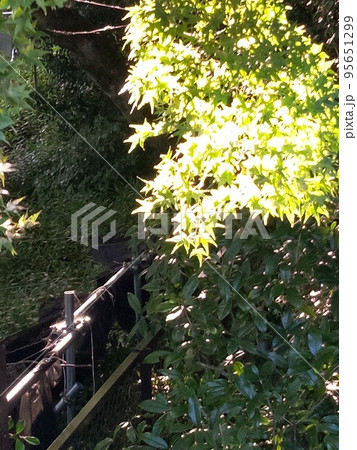 紅葉直前の勝尾寺 95651299