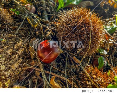 大きな栗の木の下で～朝日の当たる場所～ 95651461