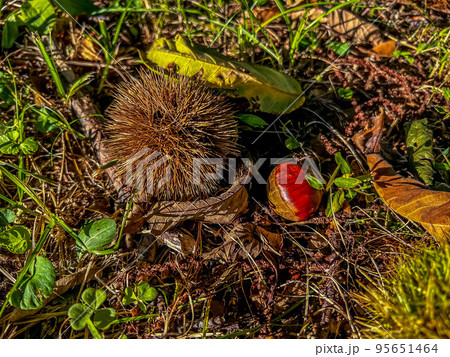 大きな栗の木の下で～朝日の当たる場所～ 95651464