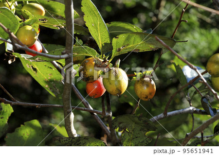 柿 95651941