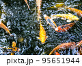 Japanese koi carp fish, a beautiful medium-sized colourful asian fishes swimming in clear freshwater pond background. 95651944