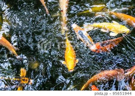 Japanese koi carp fish, a beautiful medium-sized colourful asian fishes swimming in clear freshwater pond background. 95651944
