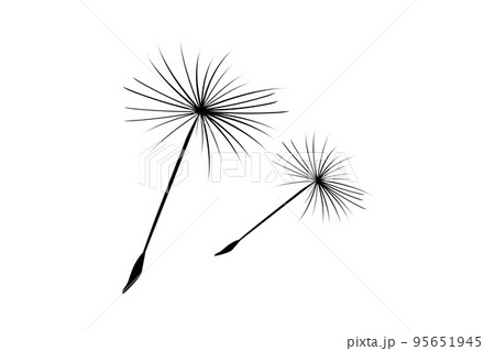Dandelion fluff flies away from the wind. 95651945