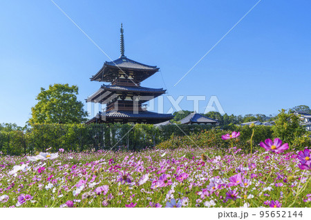 法起寺と秋晴れの空に咲く満開のコスモス(奈良県斑鳩町) 法起寺と秋晴れの空に咲く満開のコスモス(奈良県斑鳩町) 95652144