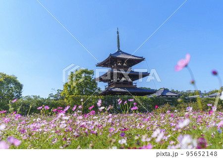 法起寺と秋晴れの空に咲く満開のコスモス（奈良県斑鳩町） 95652148