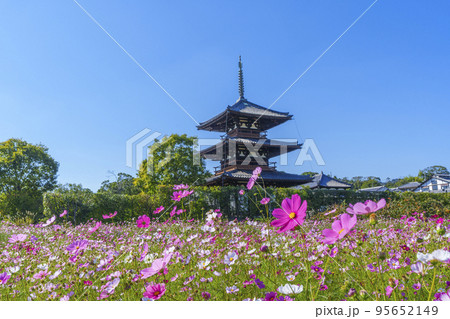法起寺と秋晴れの空に咲く満開のコスモス(奈良県斑鳩町) 法起寺と秋晴れの空に咲く満開のコスモス(奈良県斑鳩町) 95652149