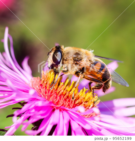 Worker bee on pink aster flowers in autumn garden on a sunny day 95652199