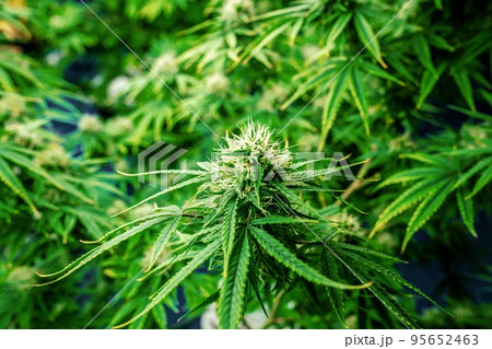 Closeup cannabis plants with gratifying full grown buds ready for harvested. 95652463