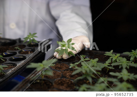 Gratifying baby cannabis plant in curative hemp farm for medical cannabis goods. Gratifying baby cannabis plant in curative hemp farm for medical cannabis goods. 95652735