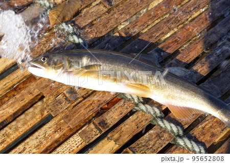 ヤナ漁の落ち鮎一匹 95652808