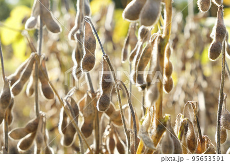晩秋の畑の完熟大豆 95653591