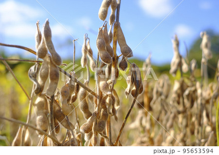 晩秋の畑の完熟大豆 95653594