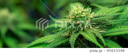 Closeup gratifying cannabis hemp with bud in grow facility, indoor farm. Closeup gratifying cannabis hemp with bud in grow facility, indoor farm. 95653596