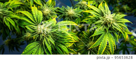 Closeup cannabis plants with gratifying full grown buds ready for harvested. 95653628