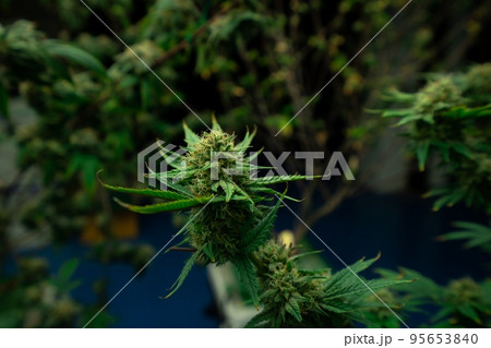 Closeup gratifying cannabis hemp with bud in grow facility, indoor farm. Closeup gratifying cannabis hemp with bud in grow facility, indoor farm. 95653840