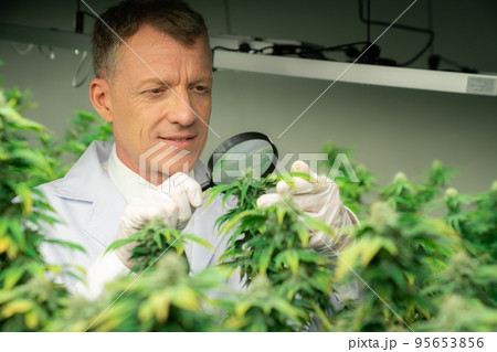 Scientist inspects gratifying buds on cannabis plant using magnifying glass. Scientist inspects gratifying buds on cannabis plant using magnifying glass. 95653856