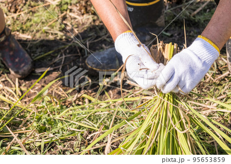 稲刈り　手刈り 95653859