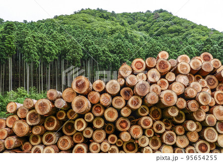 樹林を背景に積み上げられた沢山の丸太 95654255