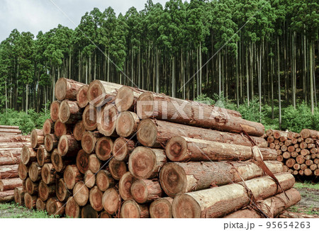 樹林を背景に積み上げられた沢山の丸太 95654263