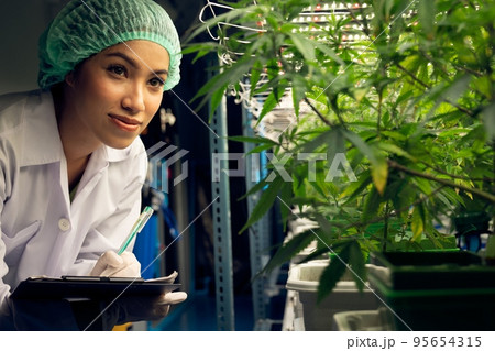 Female scientist research, and record data from gratifying cannabis plant in pot 95654315