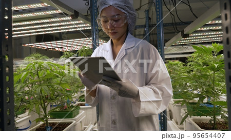 Scientist test cannabis product in curative indoor cannabis farm 95654407