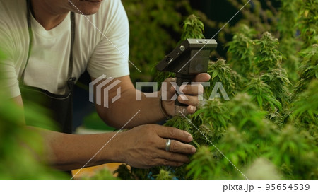 Cannabis farmer use microscope to analyze CBD in curative cannabis farm 95654539