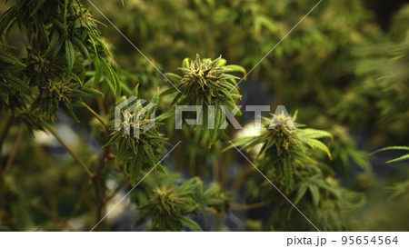Cannabis plant in curative cannabis weed farm for medical cannabis product Cannabis plant in curative cannabis weed farm for medical cannabis product 95654564