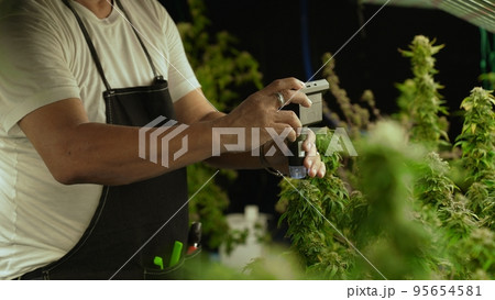Cannabis farmer use microscope to analyze CBD in curative cannabis farm Cannabis farmer use microscope to analyze CBD in curative cannabis farm 95654581
